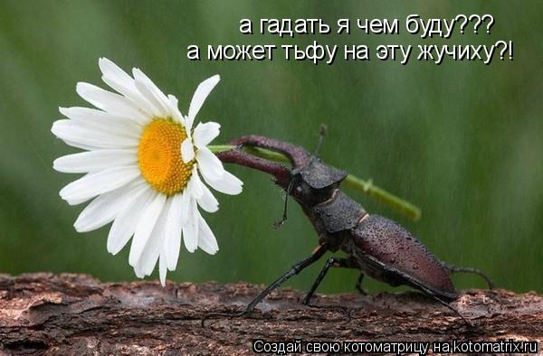 а гадать я чем буду??? а может тьфу на эту жучиху?!... Котоматрица: а гадать я чем буду??? а может тьфу на эту жучиху?!