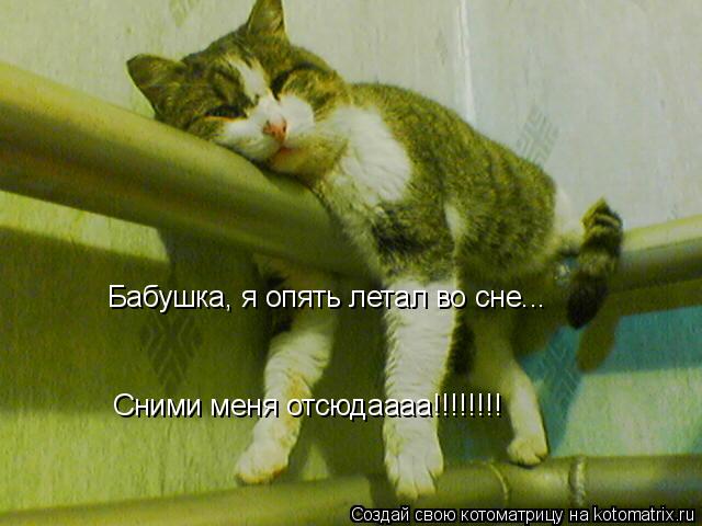 Бабушка, я опять летал во сне... Сними меня отсюдаааа!!!!!!!!... Котоматрица: Бабушка, я опять летал во сне... Сними меня отсюдаааа!!!!!!!!