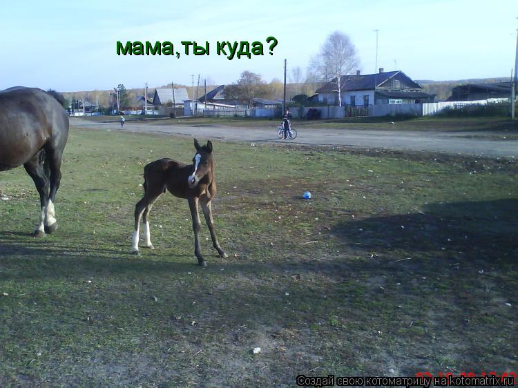 мама,ты куда?... Котоматрица: мама,ты куда?