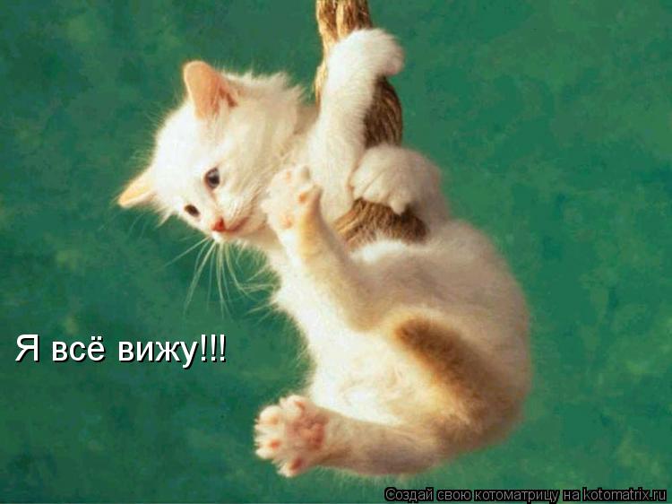 Я всё вижу!!!... Котоматрица: Я всё вижу!!!