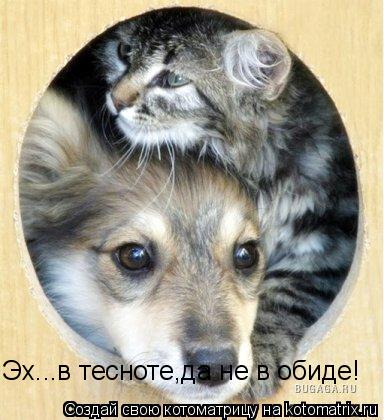 Эх...в тесноте,да не в обиде!... Котоматрица: Эх...в тесноте,да не в обиде!