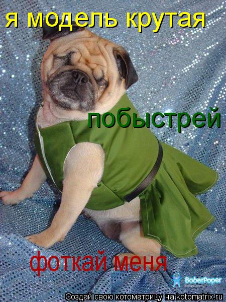 я модель крутая побыстрей фоткай меня... Котоматрица: я модель крутая побыстрей фоткай меня