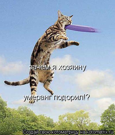 зачем я хозяину умеранг подорил!?... Котоматрица: зачем я хозяину умеранг подорил!?