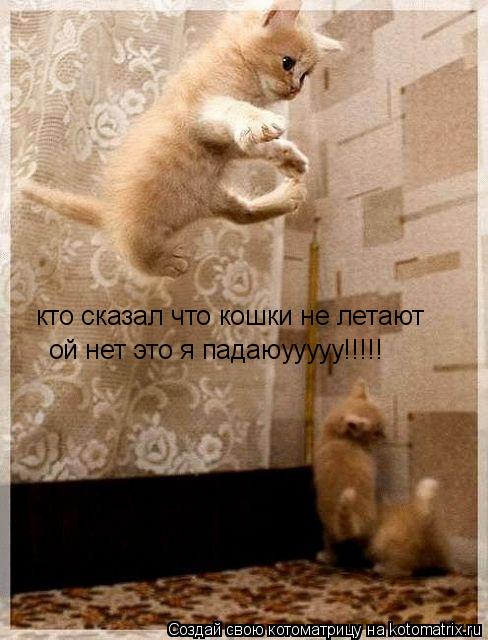 кто сказал что кошки не летают ой нет это я падаюууууу!!!!!... Котоматрица: кто сказал что кошки не летают ой нет это я падаюууууу!!!!!