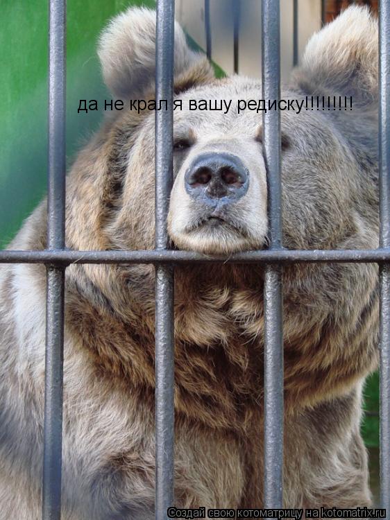 да не крал я вашу редиску!!!!!!!!!... Котоматрица: да не крал я вашу редиску!!!!!!!!!