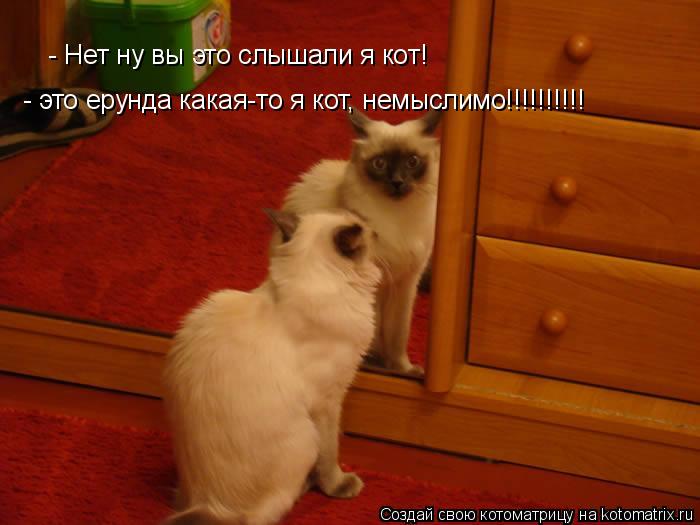 - Нет ну вы это слышали я кот! - это ерунда какая-то я кот, немыслимо!!!!!!!!!!... Котоматрица: - Нет ну вы это слышали я кот! - это ерунда какая-то я кот, немыслимо!!!!!!!!!!