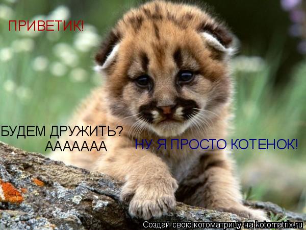 ПРИВЕТИК! БУДЕМ ДРУЖИТЬ? ААААААА НУ Я ПРОСТО КОТЕНОК!... Котоматрица: ПРИВЕТИК! БУДЕМ ДРУЖИТЬ? ААААААА НУ Я ПРОСТО КОТЕНОК!