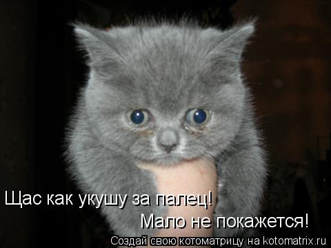 Щас как укушу за палец! Мало не покажется!... Котоматрица: Щас как укушу за палец! Мало не покажется!