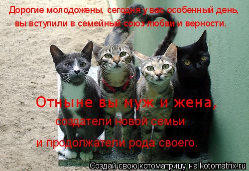 Дорогие молодожены, сегодня у вас особенный день, вы вступили в семейный союз любви и верности. Отнын... Котоматрица: Дорогие молодожены, сегодня у вас особенный день, вы вступили в семейный союз любви и верности. Отныне вы муж и жена, создатели новой семьи