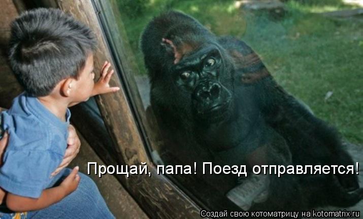Прощай, папа! Поезд отправляется!... Котоматрица: Прощай, папа! Поезд отправляется!