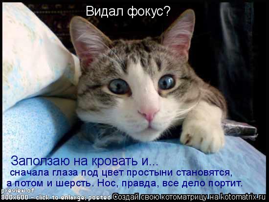 сначала глаза под цвет простыни становятся, а потом и шерсть. Нос, правда, все дело портит. Видал фок... Котоматрица: сначала глаза под цвет простыни становятся, а потом и шерсть. Нос, правда, все дело портит. Видал фокус? Заползаю на кровать и...