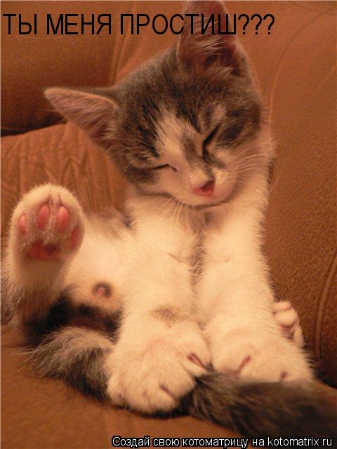 ТЫ МЕНЯ ПРОСТИШ???... Котоматрица: ТЫ МЕНЯ ПРОСТИШ???