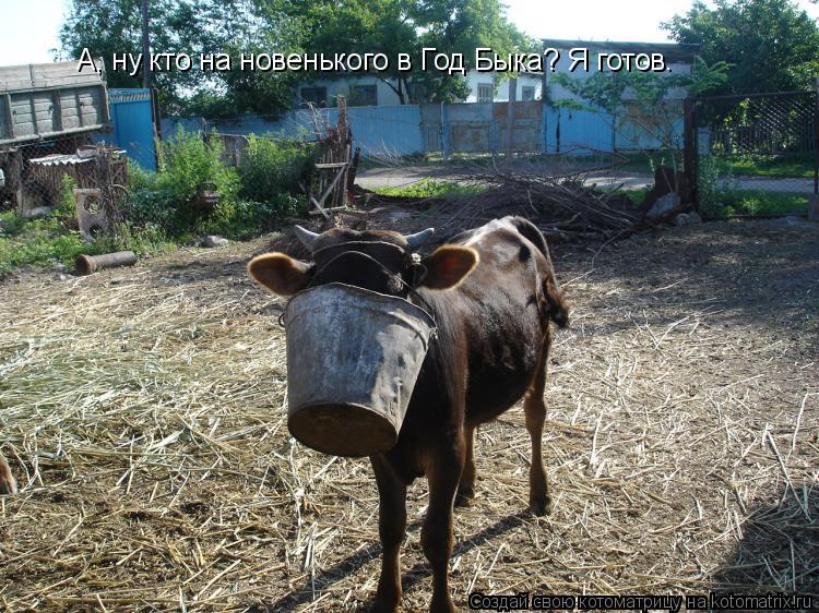 А, ну кто на новенького в Год Быка? Я готов.... Котоматрица: А, ну кто на новенького в Год Быка? Я готов.