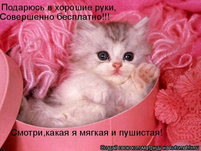 Подарюсь в хорошие руки, Совершенно бесплатно!!! Смотри,какая я мягкая и пушистая!... Котоматрица: Подарюсь в хорошие руки, Совершенно бесплатно!!! Смотри,какая я мягкая и пушистая!