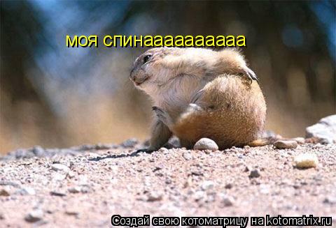 моя спинаааааааааа... Котоматрица: моя спинаааааааааа