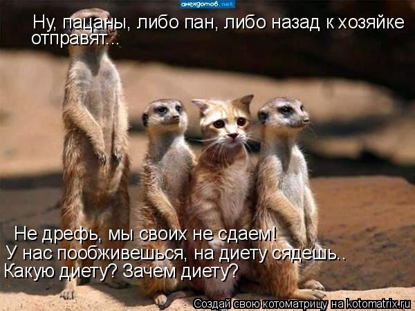 Ну, пацаны, либо пан, либо назад к хозяйке отправят... Не дрефь, мы своих не сдаем! У нас пообж... Котоматрица: Ну, пацаны, либо пан, либо назад к хозяйке отправят... Не дрефь, мы своих не сдаем! У нас пообживешься, на диету сядешь.. Какую диету? Зачем д