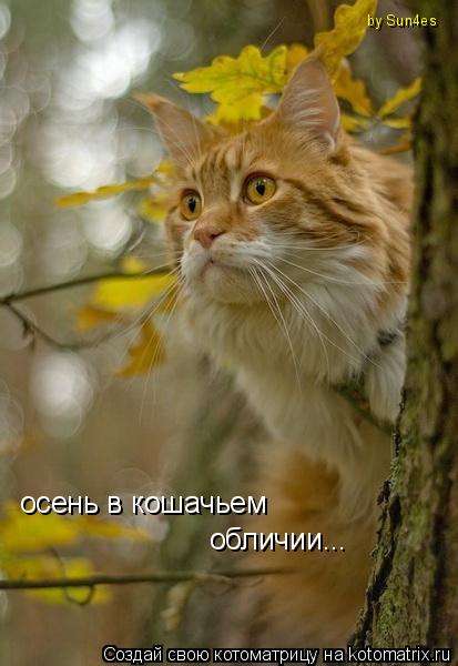 осень в кошачьем обличие осень в кошачьем обличии... by Sun4es... Котоматрица: осень в кошачьем обличие осень в кошачьем обличии... by Sun4es