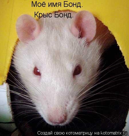 Моё имя Бонд. Крыс Бонд.... Котоматрица: Моё имя Бонд. Крыс Бонд.
