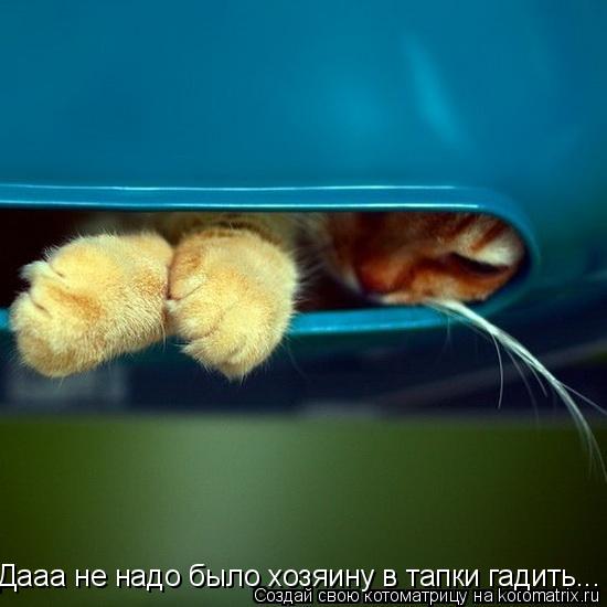 Дааа не надо было хозяину в тапки гадить...... Котоматрица: Дааа не надо было хозяину в тапки гадить...
