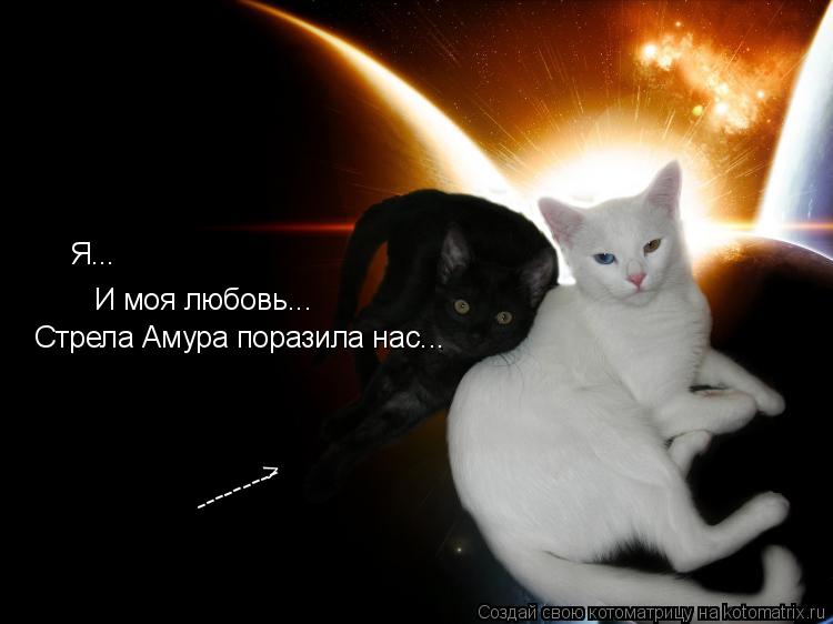 Я... И моя любовь... Стрела Амура поразила нас... > ---------... Котоматрица: Я... И моя любовь... Стрела Амура поразила нас... > ---------