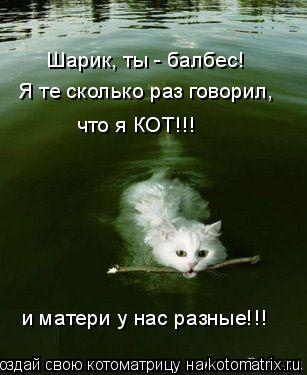 Шарик, ты - балбес! Я те сколько раз говорил, что я КОТ!!! и матери у нас разные!!!... Котоматрица: Шарик, ты - балбес! Я те сколько раз говорил, что я КОТ!!! и матери у нас разные!!!