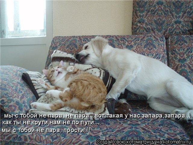 мы с тобой не пара, не пара...вот такая у нас запара,запара... как ты не крути,нам не по пути... мы с... Котоматрица: мы с тобой не пара, не пара...вот такая у нас запара,запара... как ты не крути,нам не по пути... мы с тобой не пара, прости!!!