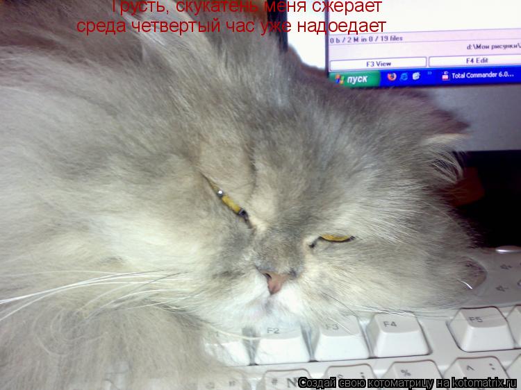 Грусть, скукатень меня сжерает среда четвертый час уже надоедает... Котоматрица: Грусть, скукатень меня сжерает среда четвертый час уже надоедает