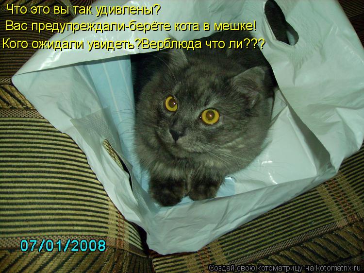 Что это вы так удивлены? Вас предупреждали-берёте кота в мешке! Кого ожидали увидеть?Верблюда что ли?... Котоматрица: Что это вы так удивлены? Вас предупреждали-берёте кота в мешке! Кого ожидали увидеть?Верблюда что ли???
