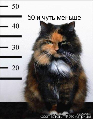 50 и чуть меньше... Котоматрица: 50 и чуть меньше