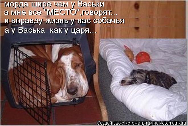 морда шире чем у Васьки а мне все "МЕСТО",говорят... и вправду жизнь у нас собачья а у Васька как у... Котоматрица: морда шире чем у Васьки а мне все "МЕСТО",говорят... и вправду жизнь у нас собачья а у Васька как у царя...