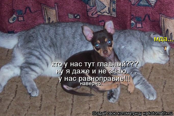 кто у нас тут главный??? ну я даже и не знаю. . . мда... у нас равноправие!!! наверно.... Котоматрица: кто у нас тут главный??? ну я даже и не знаю. . . мда... у нас равноправие!!! наверно.
