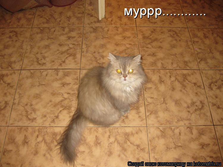 муррр............... Котоматрица: муррр............