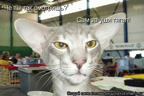 Че ты так смотришь? Сам за уши тягал!... Котоматрица: Че ты так смотришь? Сам за уши тягал!