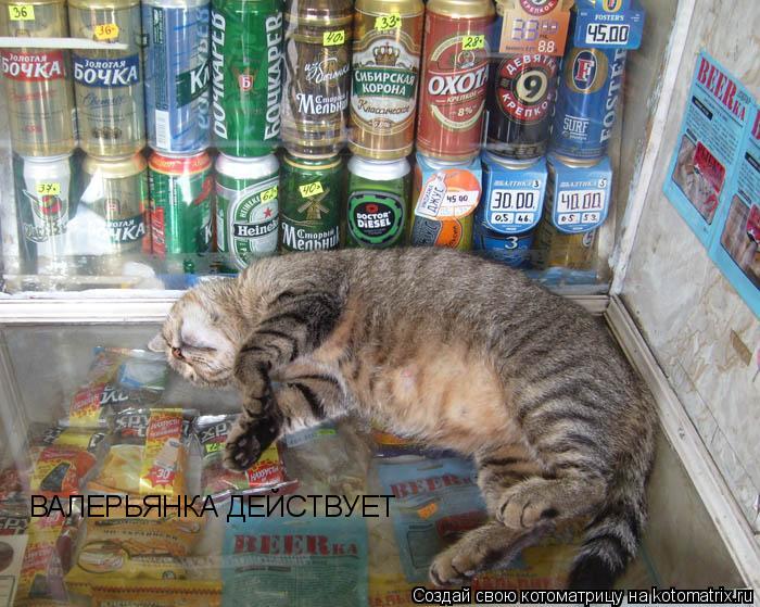 ВАЛЕРЬЯНКА ДЕЙСТВУЕТ... Котоматрица: ВАЛЕРЬЯНКА ДЕЙСТВУЕТ
