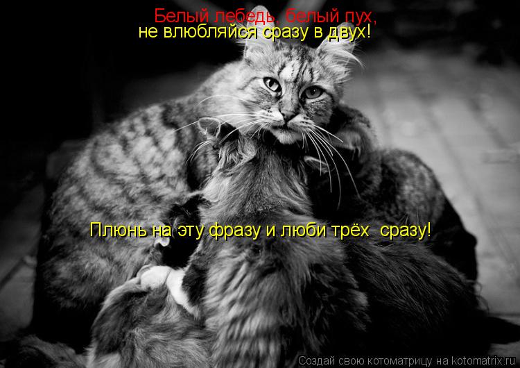 Белый лебедь, белый пух, не влюбляйся сразу в двух! Плюнь на эту фразу и люби трёх сразу!... Котоматрица: Белый лебедь, белый пух, не влюбляйся сразу в двух! Плюнь на эту фразу и люби трёх сразу!