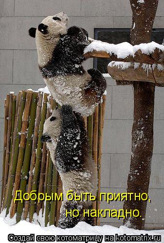 Добрым быть приятно, но накладно.... Котоматрица: Добрым быть приятно, но накладно.