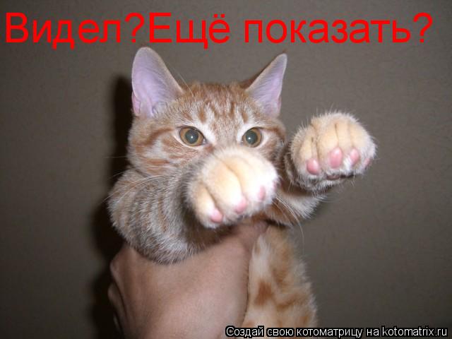 Видел?Ещё показать?... Котоматрица: Видел?Ещё показать?