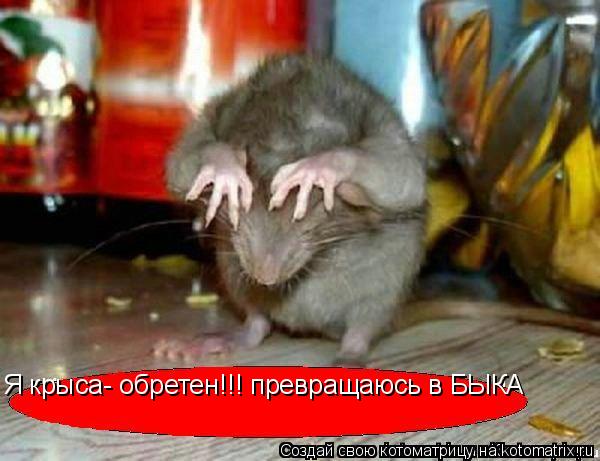 Я крыса- обретен!!! превращаюсь в БЫКА... Котоматрица: Я крыса- обретен!!! превращаюсь в БЫКА