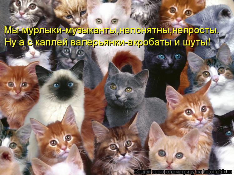 Мы мурлыки-музыканты,непонятны,непросты. Ну а с каплей валерьянки-акробаты и шуты!... Котоматрица: Мы мурлыки-музыканты,непонятны,непросты. Ну а с каплей валерьянки-акробаты и шуты!