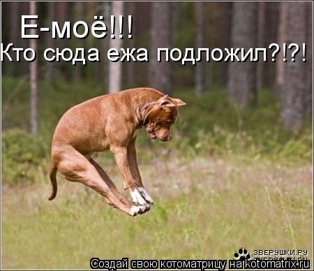 Е-моё!!! Кто сюда ежа подложил?!?!... Котоматрица: Е-моё!!! Кто сюда ежа подложил?!?!