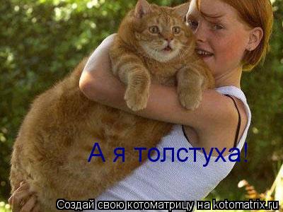 А я толстуха!... Котоматрица: А я толстуха!