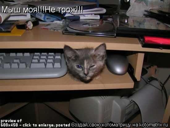 Мыш моя!!!Не трож!!!... Котоматрица: Мыш моя!!!Не трож!!!