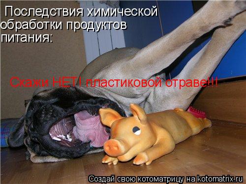 Последствия химической обработки продуктов питания: Скажи НЕТ! пластиковой отраве!!!... Котоматрица: Последствия химической обработки продуктов питания: Скажи НЕТ! пластиковой отраве!!!