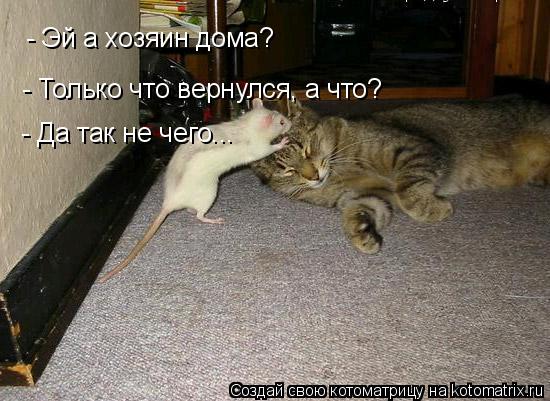 - Эй а хозяин дома? - Только что вернулся, а что? - Да так не чего...... Котоматрица: - Эй а хозяин дома? - Только что вернулся, а что? - Да так не чего...