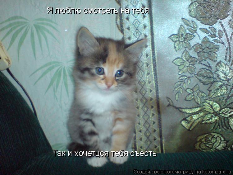 Я люблю смотреть на тебя Так и хочетцся тебя съесть... Котоматрица: Я люблю смотреть на тебя Так и хочетцся тебя съесть
