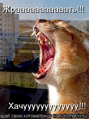 Жрааааааааааать!!! Хачууууууууууууу!!!... Котоматрица: Жрааааааааааать!!! Хачууууууууууууу!!!