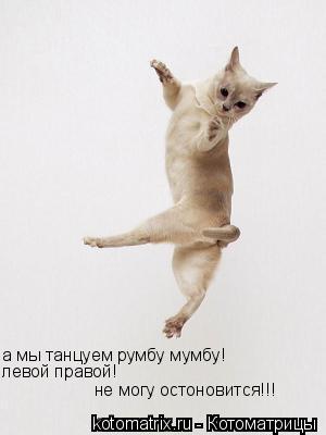 а мы танцуем румбу мумбу! левой правой! не могу остоновится!!!... Котоматрица: а мы танцуем румбу мумбу! левой правой! не могу остоновится!!!