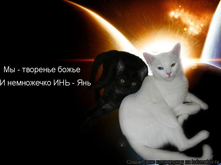 Мы - творенье божье И немножечко ИНЬ - Янь... Котоматрица: Мы - творенье божье И немножечко ИНЬ - Янь