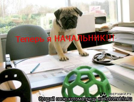 Теперь я НАЧАЛЬНИК!!!... Котоматрица: Теперь я НАЧАЛЬНИК!!!