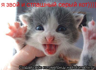 я звой и стлашный серый кот))))... Котоматрица: я звой и стлашный серый кот))))